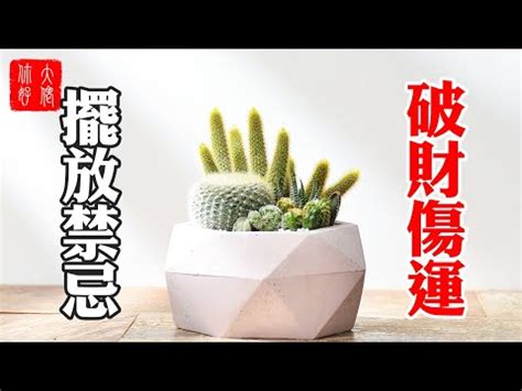 仙人掌要放哪裡|【仙人掌放哪裡】仙人掌放哪裡？擺放指南提升財運、避官司